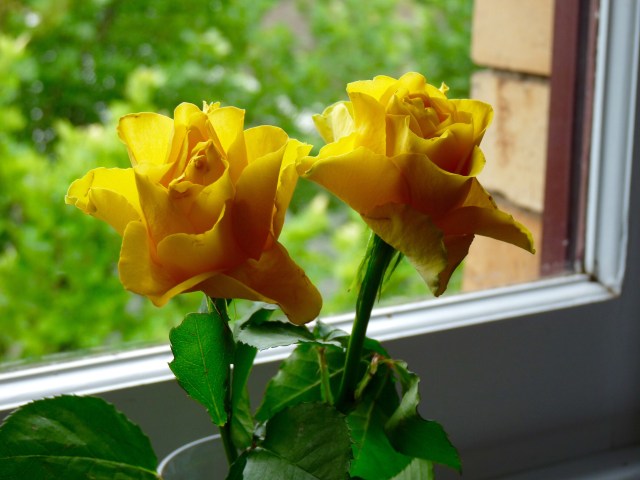Yellow roses