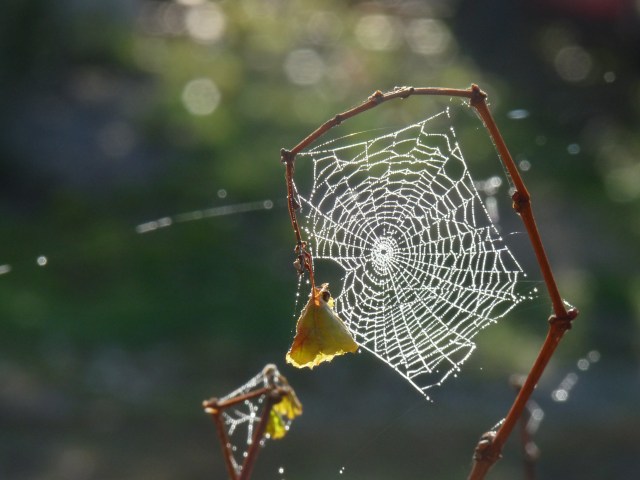 Spider web